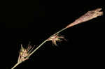 Blue Ridge sedge